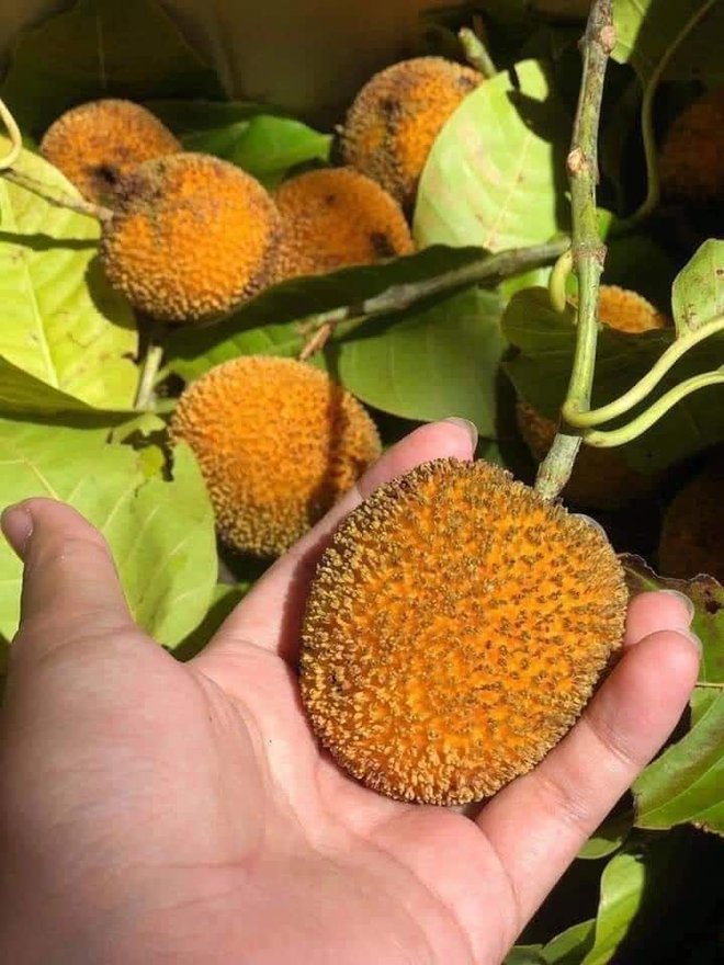 Loại quả đặc sản chỉ có ở Ninh Bình hoặc miền Tây, giá 120.000⁄kg mà luôn \'cháy hàng\' - Ảnh 2. Loại quả đặc sản chỉ có ở Ninh Bình hoặc miền Tây, giá 120.000⁄kg mà luôn \'cháy hàng\' - Ảnh 2.