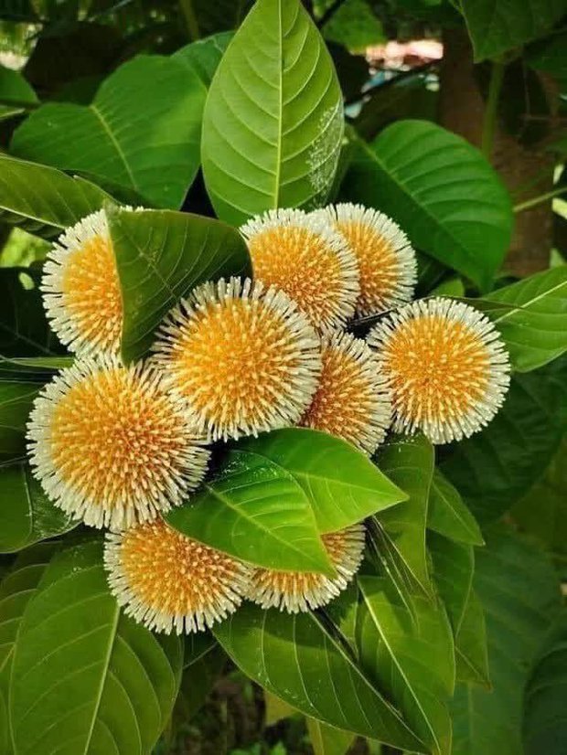 Loại quả đặc sản chỉ có ở Ninh Bình hoặc miền Tây, giá 120.000/kg mà luôn cháy hàng - Ảnh 5. Loại quả đặc sản chỉ có ở Ninh Bình hoặc miền Tây, giá 120.000/kg mà luôn cháy hàng - Ảnh 5.