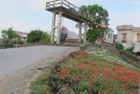 Hoa được trồng ở ven sông bên những cây cầu