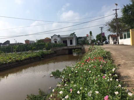 Trên con đường của xóm, ven đường được làm sạch cỏ để trồng loài hoa mười giờ đa sắc màu