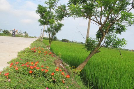 ...và nở rộ lúc trưa nắng ven đường bên cánh đồng lúa xanh mướt