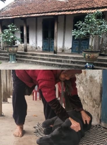  Bà cụ 108 tuổi vẫn lựa chọn sống một mình trong căn nhà nhỏ cùng chú chó mực bầu bạn. (Ảnh: Vietnamnet)