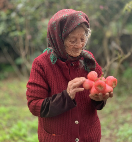  Dù tuổi đã cao nhưng bà Họa vẫn ngày ngày ra vườn hái quả, đem ra chợ bán. (Ảnh: Vietnamnet)