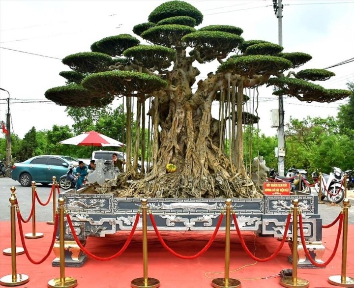 Cây sanh 'Đại thế vân tùng' với chậu dát vàng, giá 20 tỷ của nghệ nhân Nam Định - 1