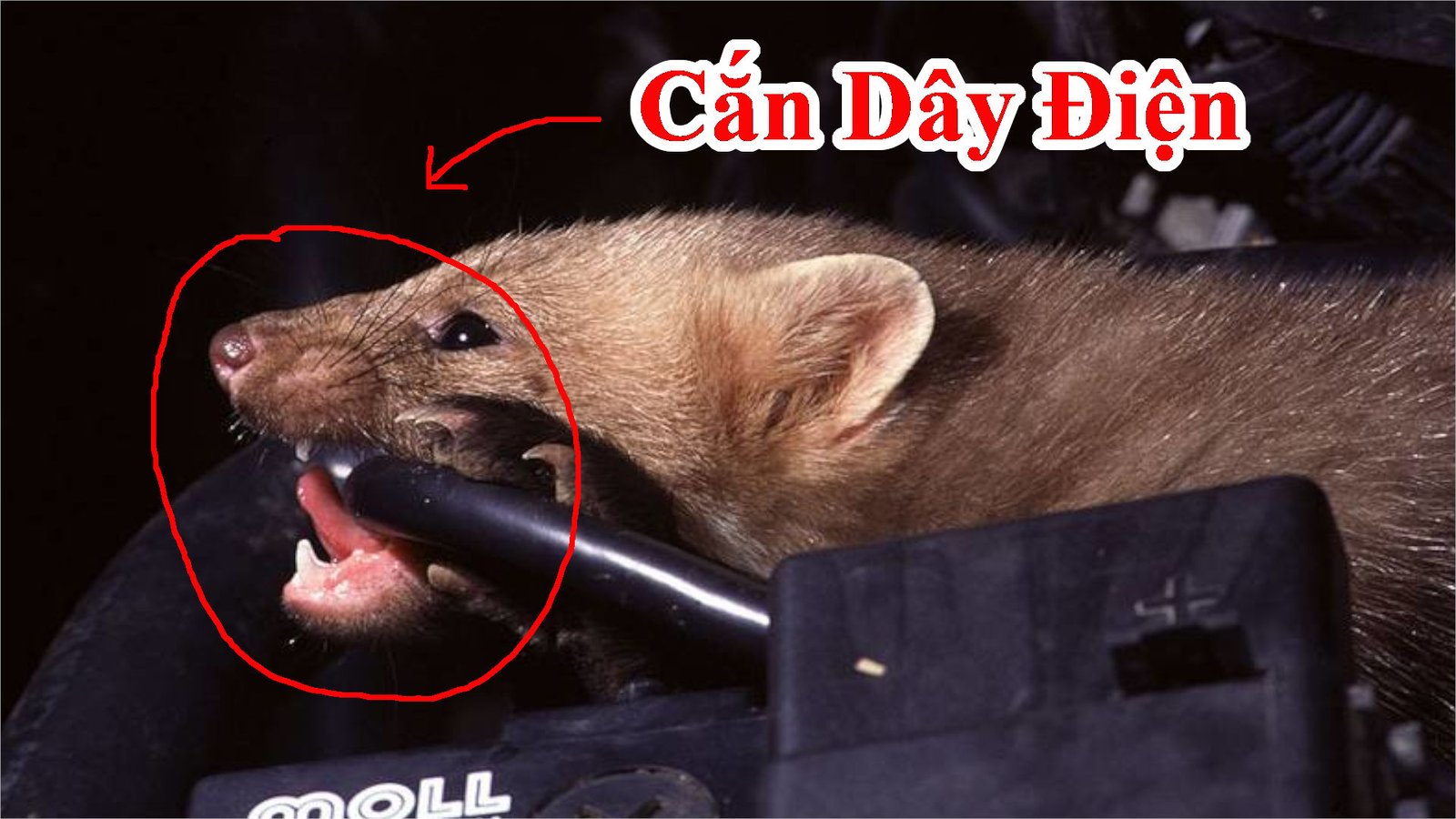 Cách đuổi chuột ra khỏi nhà hiệu quả - mẹo làm cho chuột không dám làm tổ trong gầm xe , chuột làm tổ trong gầm tủ lạnh
