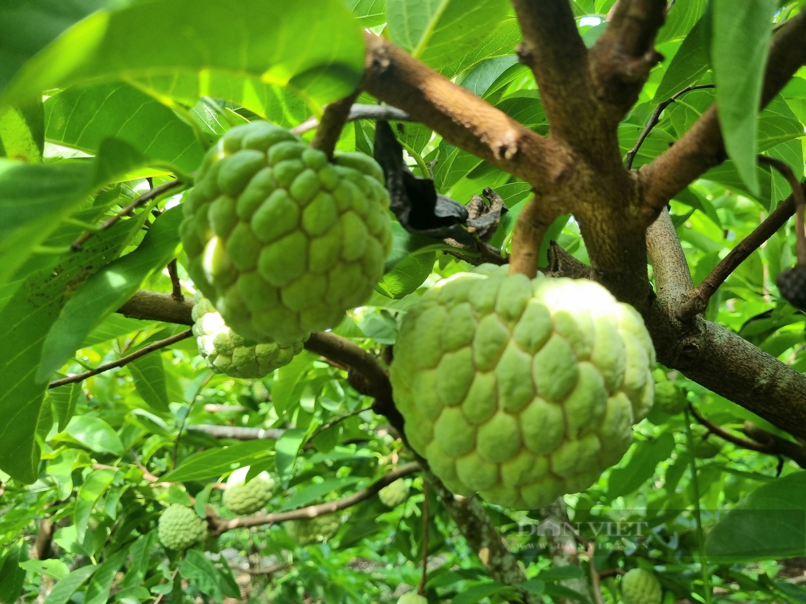 Trồng na thu hoạch 2 vụ/năm, nông dân ở Ninh Bình thu gần 300 triệu đồng/ha - Ảnh 3. Trồng na thu hoạch 2 vụ/năm, nông dân ở Ninh Bình thu gần 300 triệu đồng/ha - Ảnh 3.