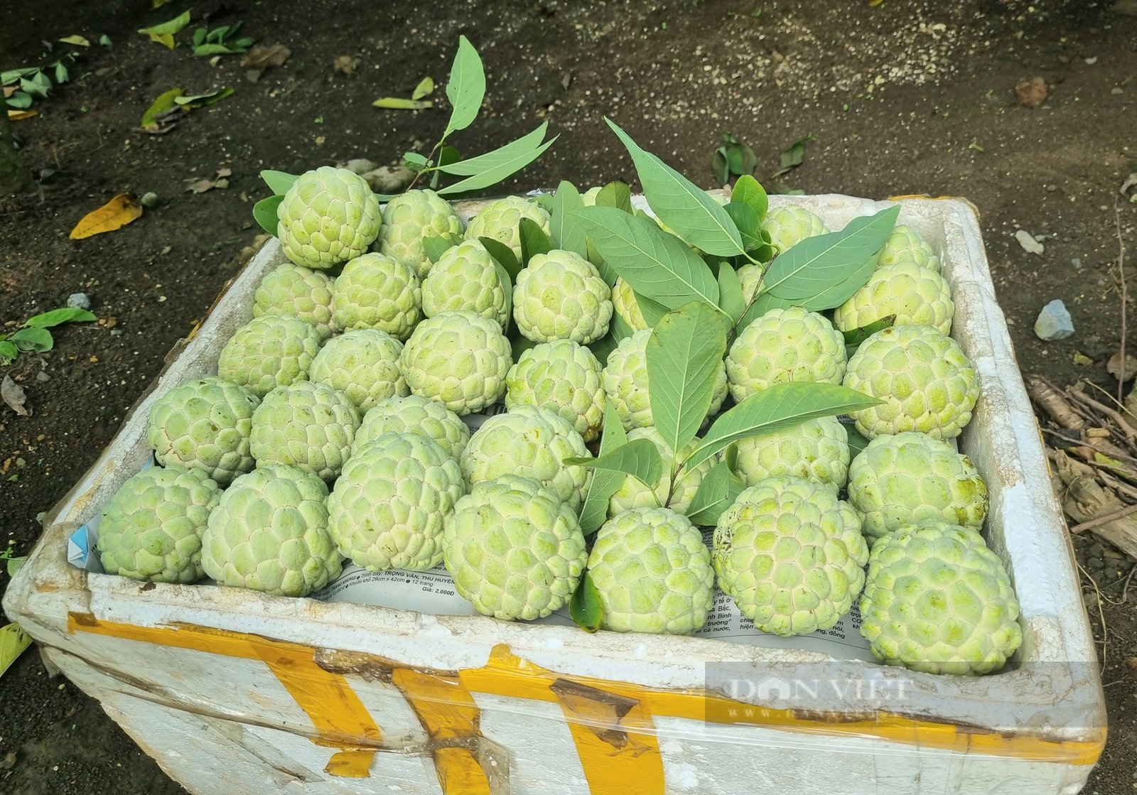 Trồng na thu hoạch 2 vụ/năm, nông dân ở Ninh Bình thu gần 300 triệu đồng/ha - Ảnh 7. Trồng na thu hoạch 2 vụ/năm, nông dân ở Ninh Bình thu gần 300 triệu đồng/ha - Ảnh 7.
