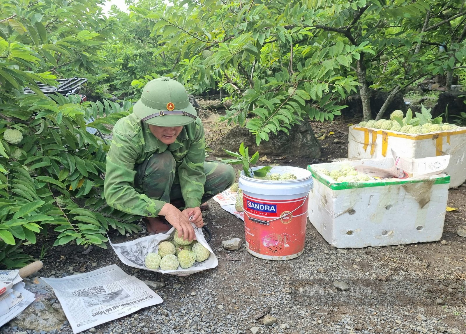 Trồng na thu hoạch 2 vụ/năm, nông dân ở Ninh Bình thu gần 300 triệu đồng/ha - Ảnh 8. Trồng na thu hoạch 2 vụ/năm, nông dân ở Ninh Bình thu gần 300 triệu đồng/ha - Ảnh 8.