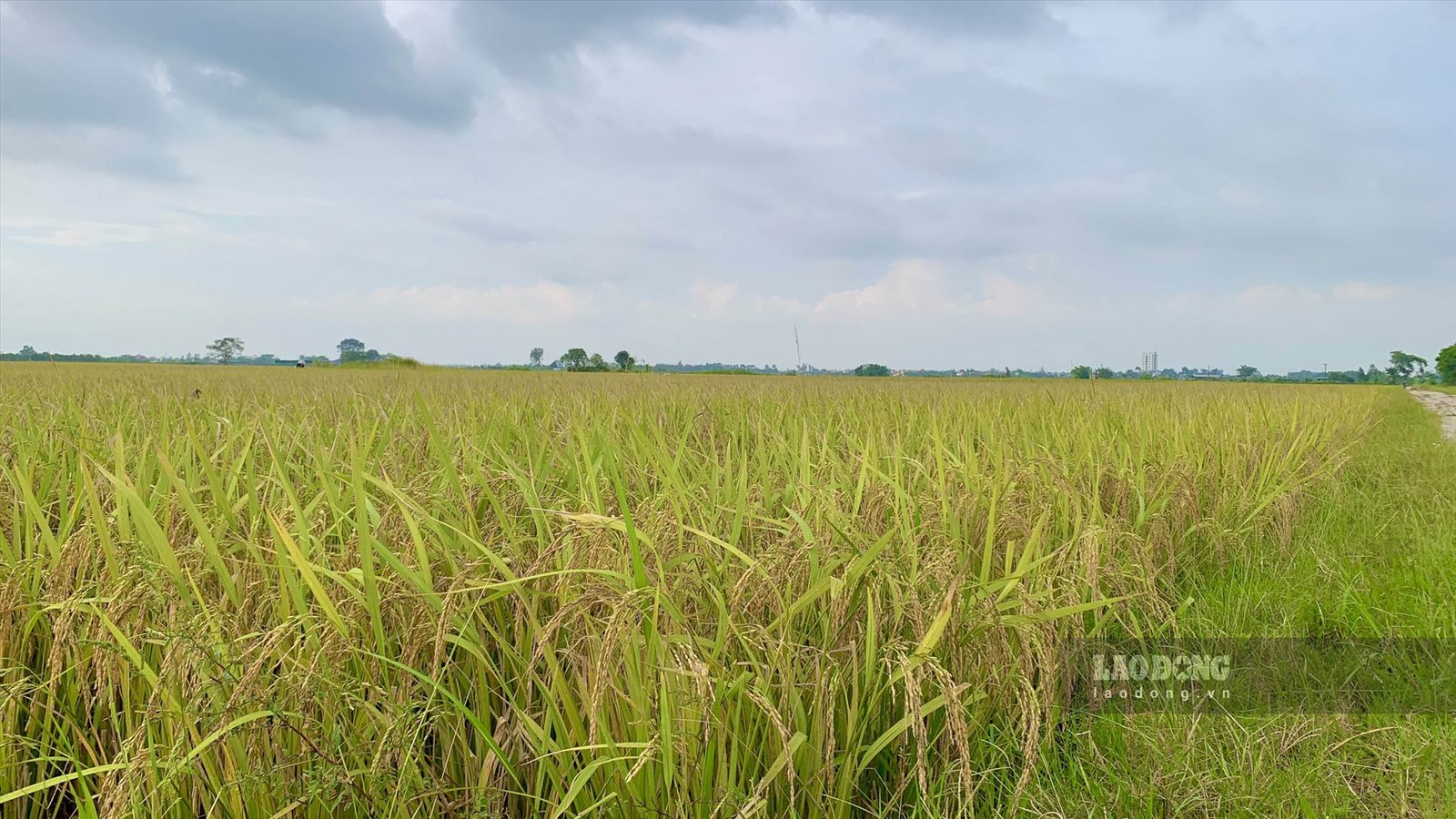 Nhờ có máy gặt, người nông dân cũng đỡ được phần nào nỗi vất vả, họ chỉ cần đợi máy gặt, đóng bao rồi chở thóc về mà không phải qua công đoạn tuốt lúa như trước. Ảnh: Thiên Hà.