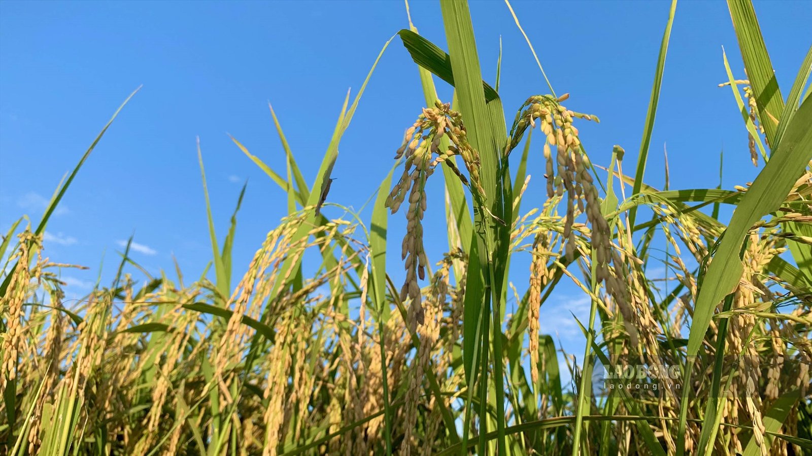 Mùa lúa chín, những cánh đồng quê rộng lớn, trải dài hút tầm mắt. Có dịp chiêm ngưỡng đồng lúa ở Thái Bình, với nhiều người hẳn sẽ không khỏi bâng khuâng, xao xuyến trước nét đẹp thôn quê.