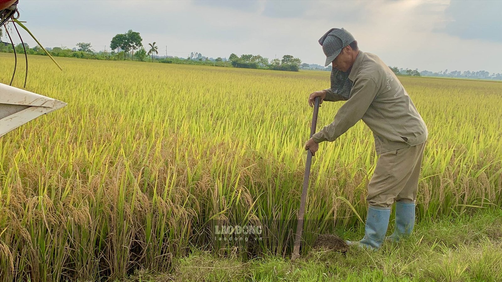 Người dân quốc đất, mở lối cho máy gặt xuống ruộng. Ảnh: Thiên Hà.
