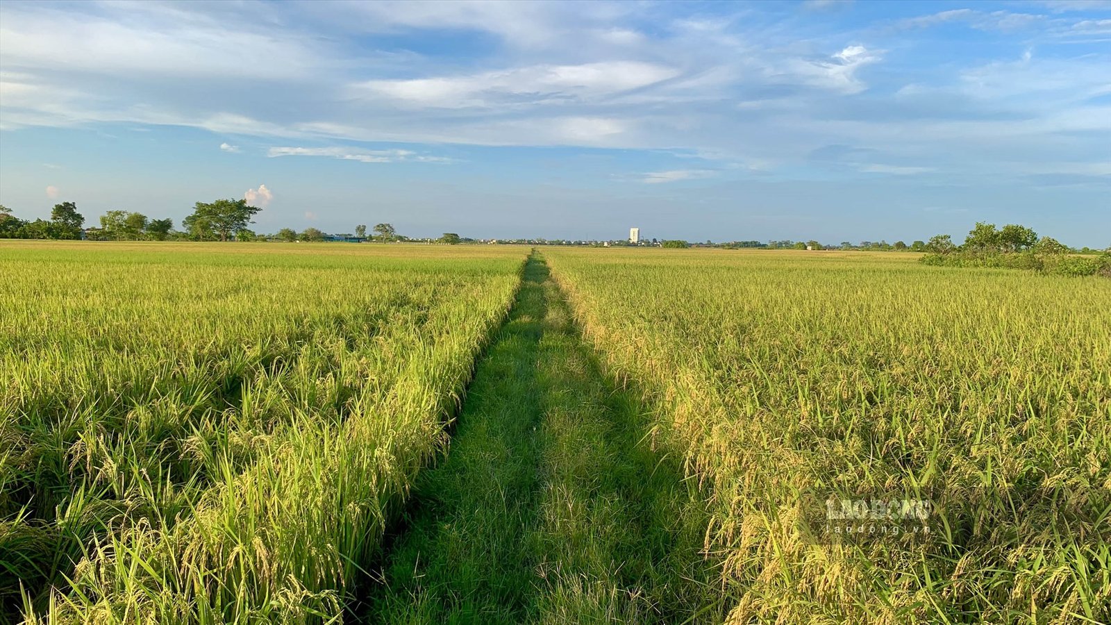 Những cánh đồng trải dài thẳng cánh cò bay, dưới ánh nắng của buổi xế chiều mang theo những cơn gió đồng mát rượi gợi cho con người ta nhớ về cảnh ngày mùa của tuổi thơ. Hay những buổi sớm tinh mơ đẹp đến ngẩn ngơ trong khung cảnh sương mù bao trùm khắp cánh đồng rộng lớn. Ảnh: Thiên Hà.