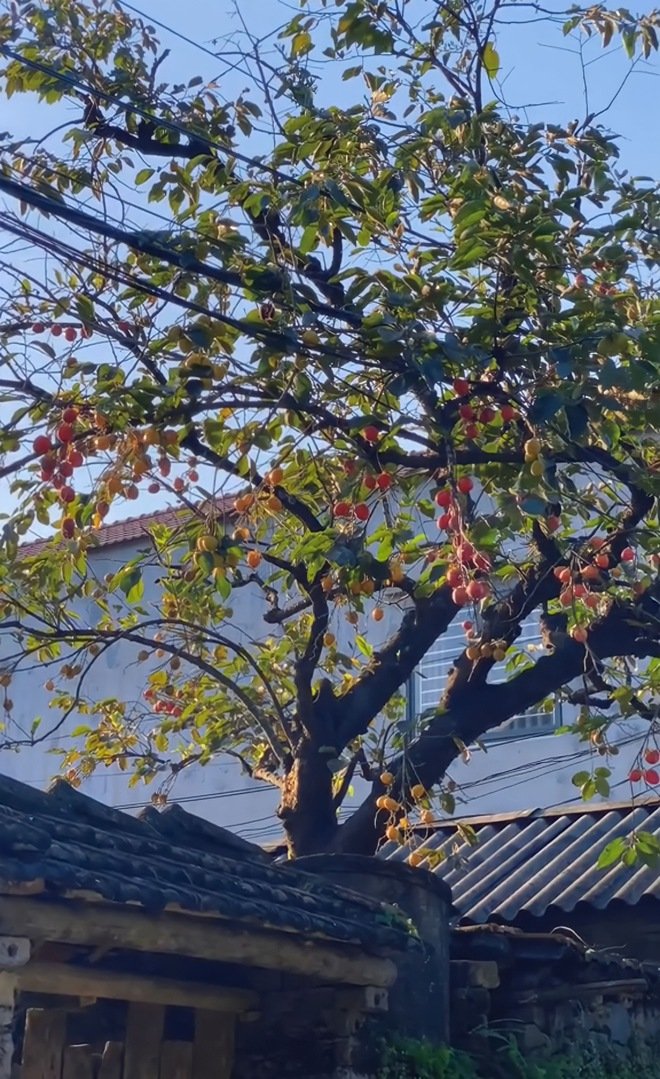 Cây hồng cổ trăm tuổi ở Ninh Bình từng gây sốt khiến du khách được phen "ú òa" vì gắn quả giả - Ảnh 2. Cây hồng cổ trăm tuổi ở Ninh Bình từng gây sốt khiến du khách được phen "ú òa" vì gắn quả giả - Ảnh 2.