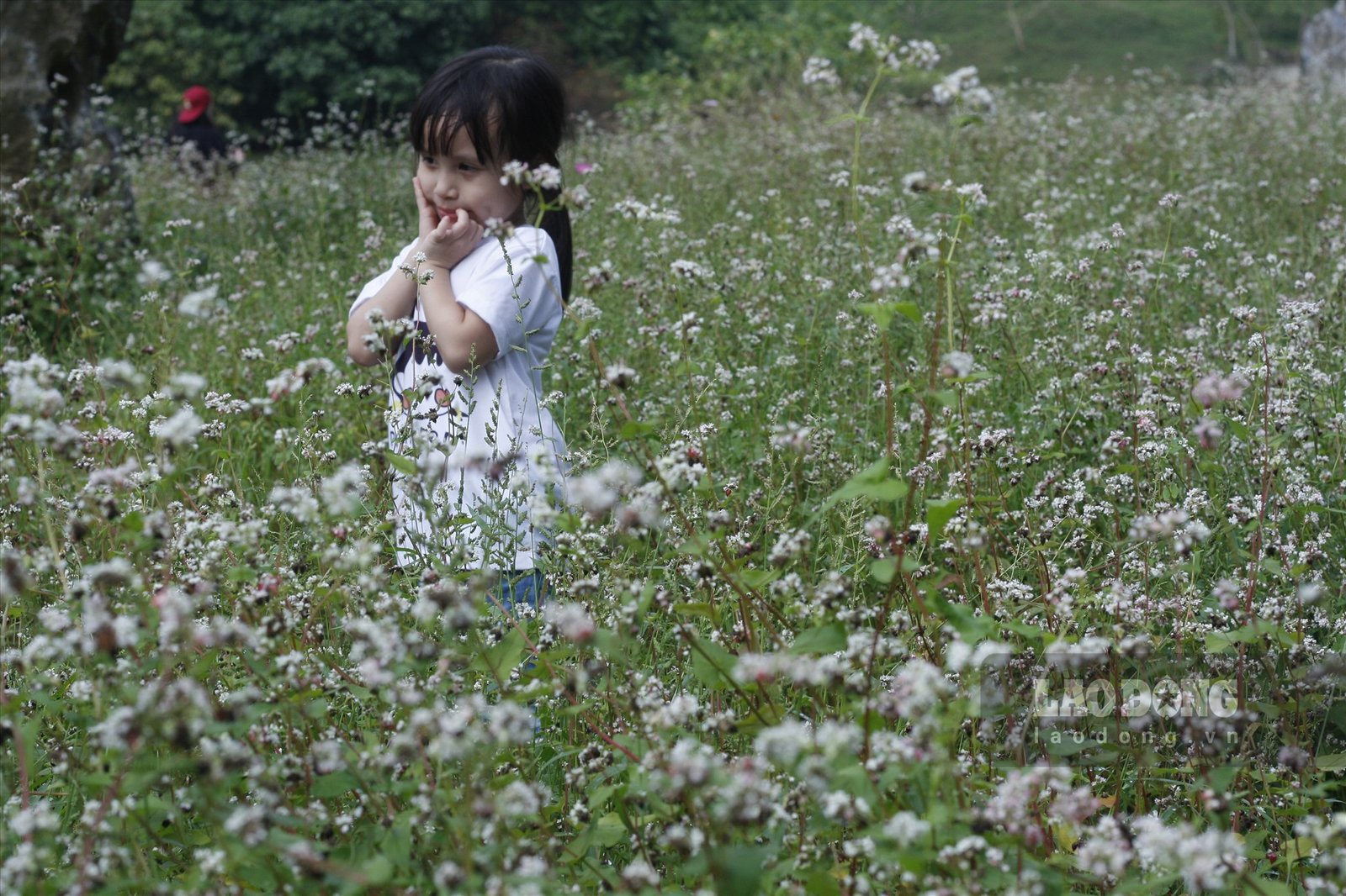 Thung Nham là điểm du lịch nổi tiếng ở Ninh Bình được nhiều người biết đến với vườn chim có đến hàng nghìn con với đủ các chủng loại khác nhau. Ảnh: NT