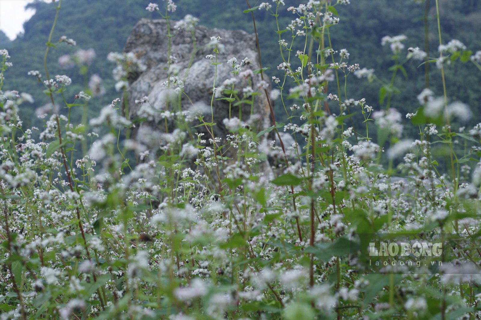 Những ngày đầu tháng 11 đến nay, Thung Nham thu hút hàng nghìn lượt khách đến tham quan, không chỉ để thăm đảo cò lớn nhất Ninh Bình mà còn được tận mắt chứng kiến vườn hoa tam giác mạch rộng lớn đang đua nhau bung nở. Ảnh: NT