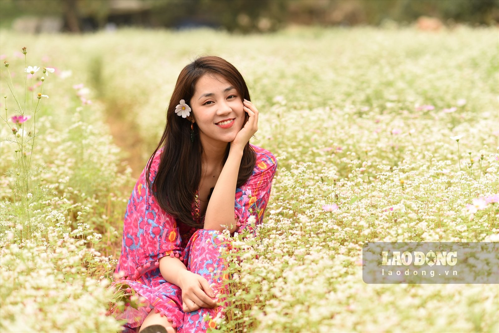 Cũng theo ông Chất, lứa hoa đầu tiên được trồng và kết thúc vào dịp trước Tết Nguyên đán. Thời điểm lứa hoa đầu tiên bắt đầu nở hoa gặp thời tiết rét, có độ ẩm cao nên khi hoa nở chuyển màu rất nhanh. “Khi mới có hoa cả vườn hoa là bạt ngàn màu trắng, nhưng chỉ ít ngày sau đó hoa chuyển sang các màu khác đặc trưng của loài hoa vùng núi. Khi biết tin Thung Nham có loài đặc sắc của vùng núi, hàng nghìn người, đặc biệt là các bạn trẻ đã đổ về đây để được ngắm loài hoa tuyệt đẹp này”, ông Chất cho hay. Ảnh: NT