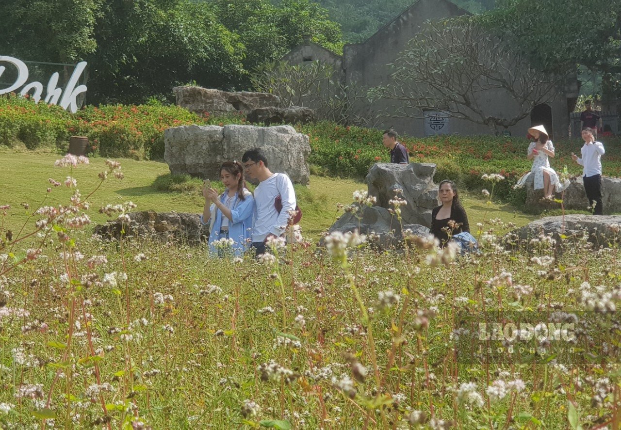 Nhiều người dân kéo đến chiêm ngưỡng và lưu lại những khoảnh khắc hiếm có tại vườn hoa tam giác mạch “độc nhất vô nhị” ở Ninh Bình. Ảnh: NT