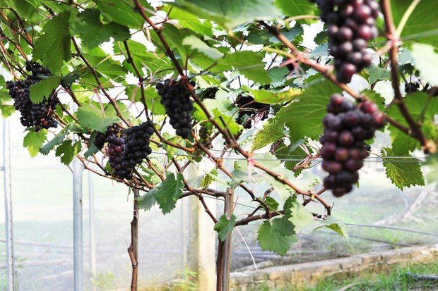 Choáng ngợp trước vườn nho sai trĩu quả thu hút đông đảo khách tham quan ở Ninh Bình - Ảnh 11.