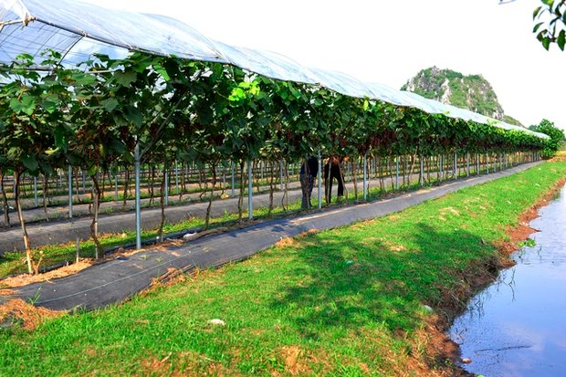Choáng ngợp trước vườn nho sai trĩu quả thu hút đông đảo khách tham quan ở Ninh Bình - Ảnh 12.
