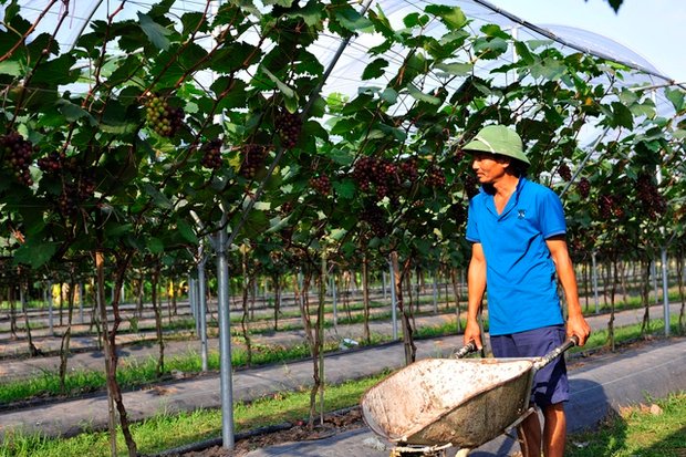 Choáng ngợp trước vườn nho sai trĩu quả thu hút đông đảo khách tham quan ở Ninh Bình - Ảnh 13.