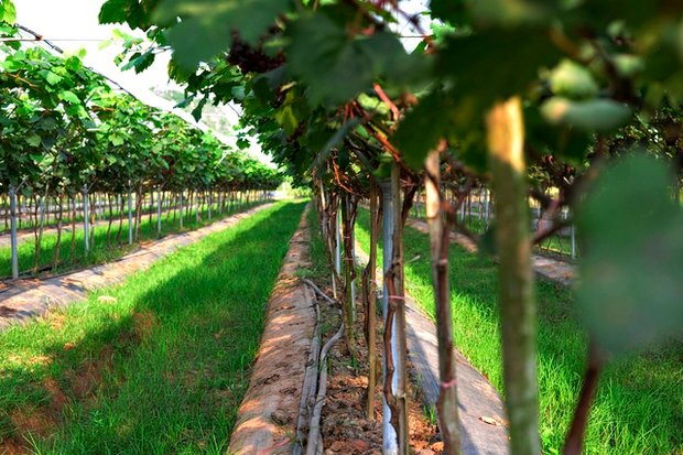 Choáng ngợp trước vườn nho sai trĩu quả thu hút đông đảo khách tham quan ở Ninh Bình - Ảnh 3.