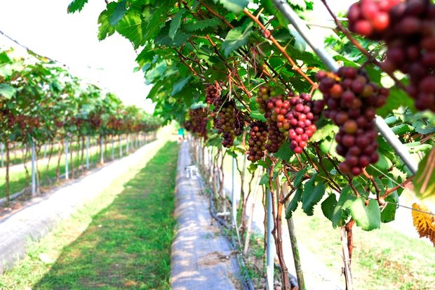 Choáng ngợp trước vườn nho sai trĩu quả thu hút đông đảo khách tham quan ở Ninh Bình - Ảnh 4.