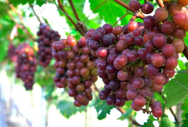 Choáng ngợp trước vườn nho sai trĩu quả thu hút đông đảo khách tham quan ở Ninh Bình - Ảnh 9.