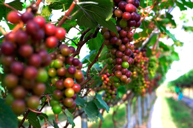 Choáng ngợp trước vườn nho sai trĩu quả thu hút đông đảo khách tham quan ở Ninh Bình - Ảnh 10.