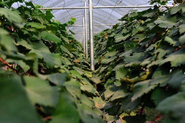 Choáng ngợp trước vườn nho sai trĩu quả thu hút đông đảo khách tham quan ở Ninh Bình - Ảnh 1.