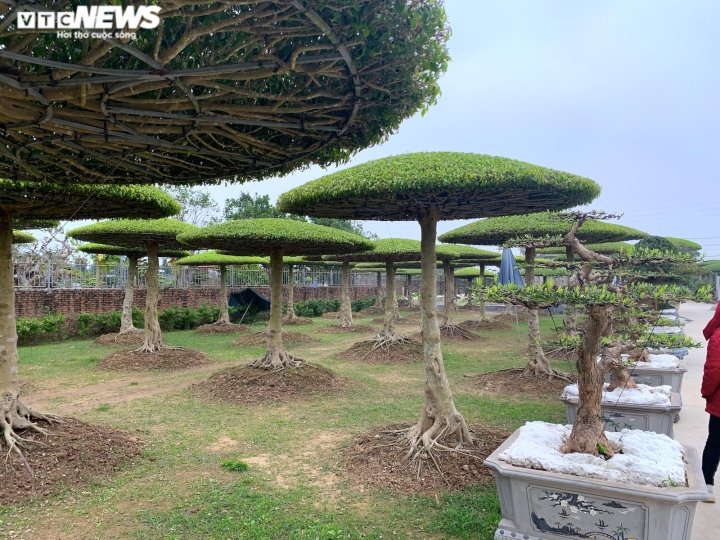 Ảnh: Vườn sanh lọng độc nhất vô nhị trị giá hàng chục tỷ đồng - 1