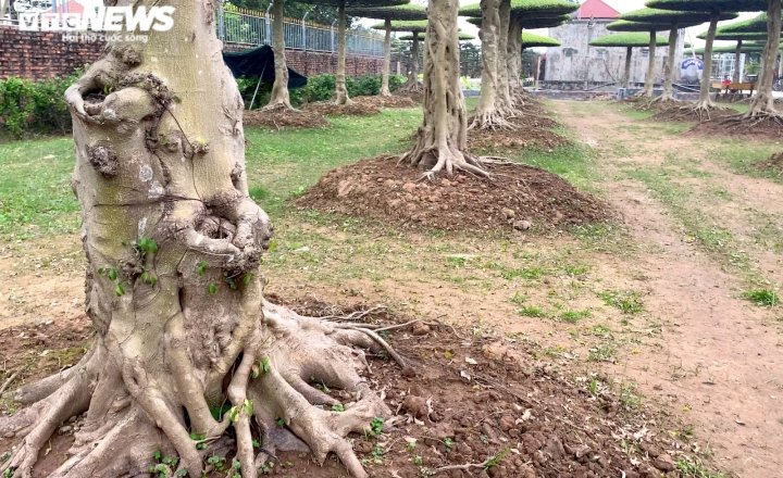 Ảnh: Vườn sanh lọng độc nhất vô nhị trị giá hàng chục tỷ đồng - 8