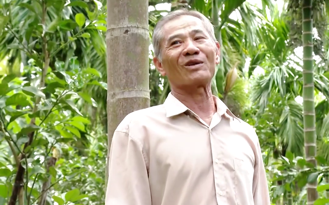 Chỉ trồng cau vú bò thôi, ông nông dân Tiền Giang nhẹ công chăm sóc, vẫn thu tiền tỷ