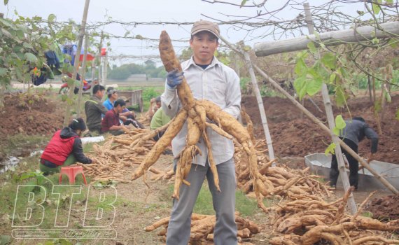 Ở nơi này của Thái Bình, nông dân rủ nhau ra đồng, cuốc các ụ đất bất ngờ lộ ra thứ củ mọc từng chùm - Ảnh 1.