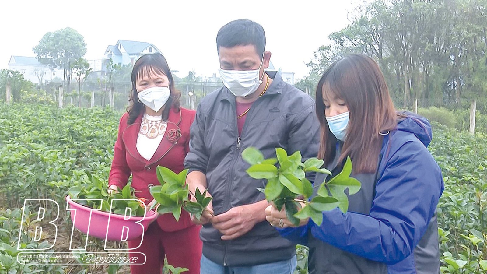 Mộc hương là cây gì mà hoa tuôn như suối, thơm khắp làng, bán thu tiền tỷ - 3 Mộc hương là cây gì mà hoa tuôn như suối, thơm khắp làng, bán thu tiền tỷ - 3