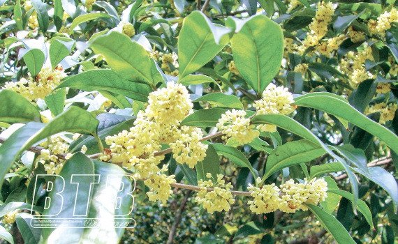 Mộc hương là cây gì mà hoa tuôn như suối, thơm khắp làng, bán thu tiền tỷ - 1 Mộc hương là cây gì mà hoa tuôn như suối, thơm khắp làng, bán thu tiền tỷ - 1