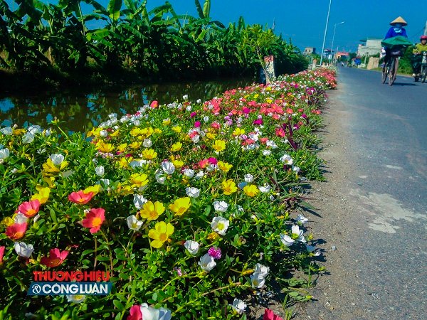 Về Nam Định ngắm những cung đường “nở hoa” - Hình 2