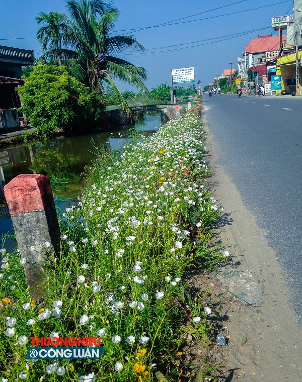 Về Nam Định ngắm những cung đường “nở hoa” - Hình 3