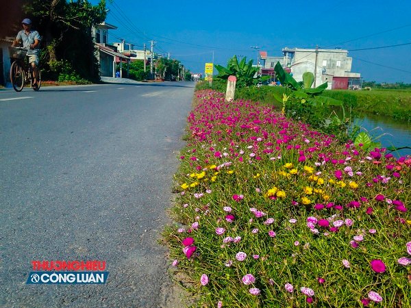 Về Nam Định ngắm những cung đường “nở hoa” - Hình 4