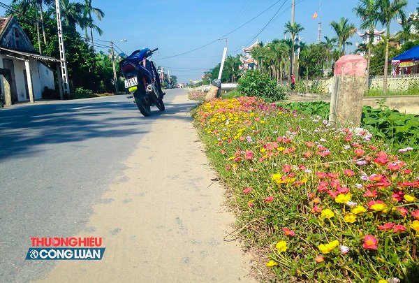 Về Nam Định ngắm những cung đường “nở hoa” - Hình 5