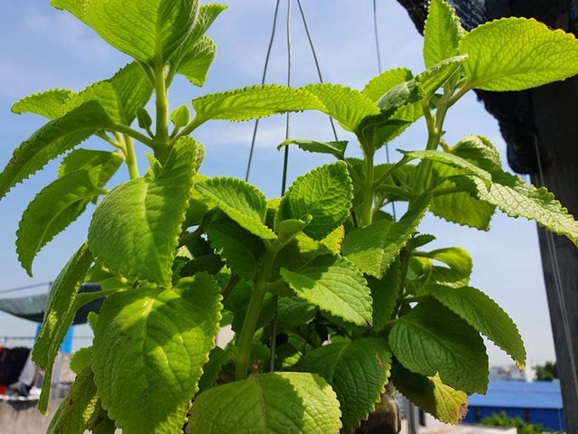 Vườn rau sạch của cô giáo Thái Bình ngay trên mái nhà khiến dân mạng thích mê - Ảnh 2.