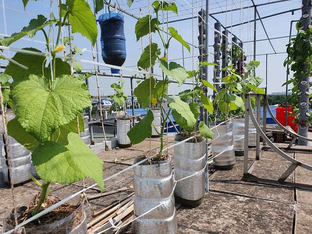 Vườn rau sạch của cô giáo Thái Bình ngay trên mái nhà khiến dân mạng thích mê - Ảnh 4.