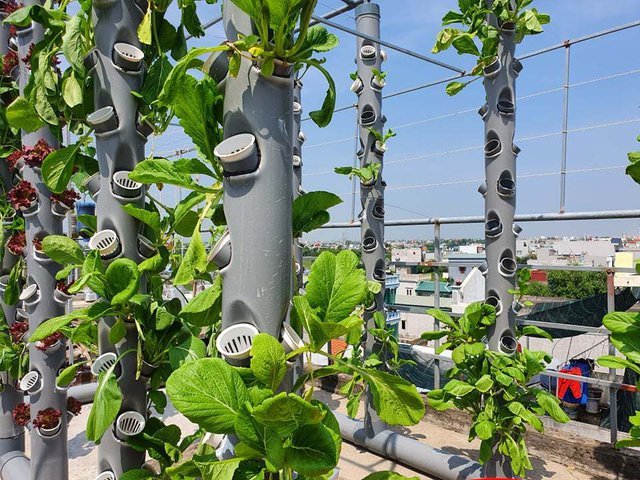 Vườn rau sạch của cô giáo Thái Bình ngay trên mái nhà khiến dân mạng thích mê - Ảnh 5.