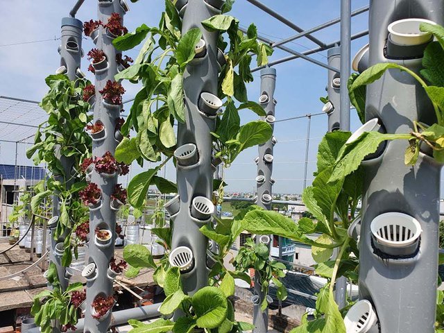 Vườn rau sạch của cô giáo Thái Bình ngay trên mái nhà khiến dân mạng thích mê - Ảnh 6.