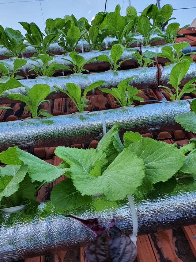 Vườn rau sạch của cô giáo Thái Bình ngay trên mái nhà khiến dân mạng thích mê - Ảnh 9.
