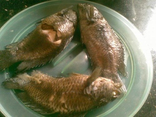 Doc dao mon xoi ca ro dong ngon tru danh o Nam Dinh-Hinh-4