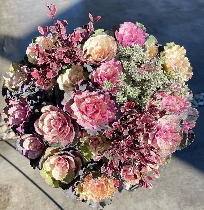 Ngắm vườn bắp cải hoa hồng đẹp mê mẩn của mẹ Việt - Hình 1