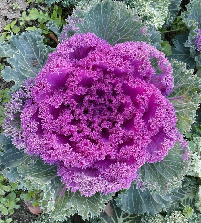 Ngắm vườn bắp cải hoa hồng đẹp mê mẩn của mẹ Việt - Hình 2