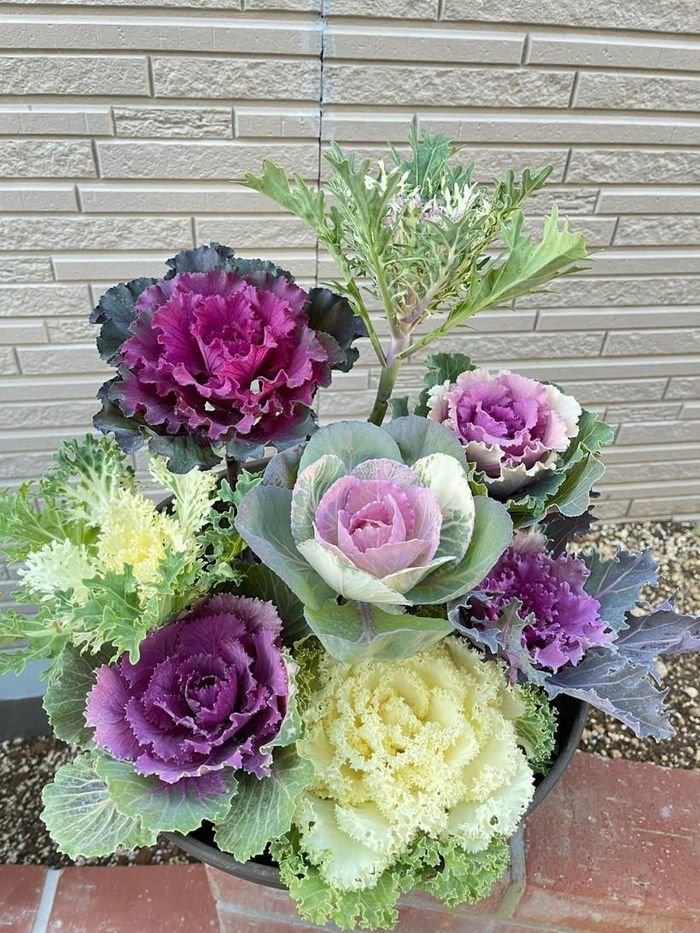 Ngắm vườn bắp cải hoa hồng đẹp mê mẩn của mẹ Việt - Hình 4