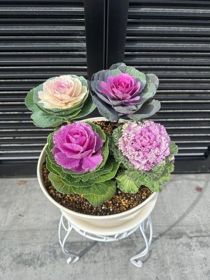 Ngắm vườn bắp cải hoa hồng đẹp mê mẩn của mẹ Việt - Hình 5