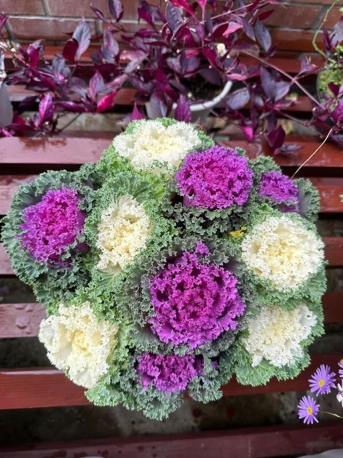 Ngắm vườn bắp cải hoa hồng đẹp mê mẩn của mẹ Việt - Hình 6